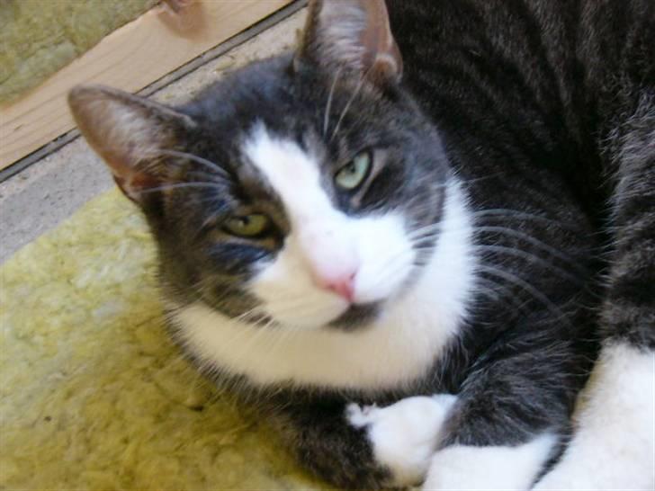 Blanding af racer fedemis - hej fedemis hvad så lille kat  billede 12