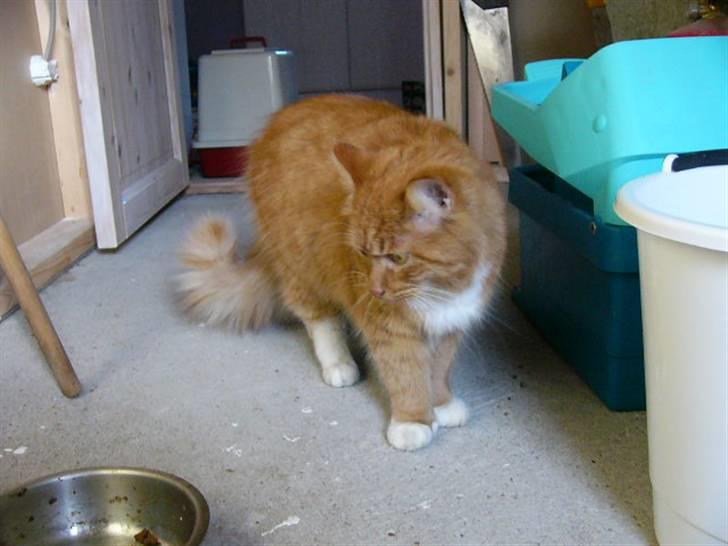 Blanding af racer R.I.P garfield  - hvad!!??!! der er ikke mere mad!!??!! billede 6