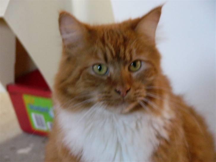 Blanding af racer R.I.P garfield  - hvad nu!! billede 7