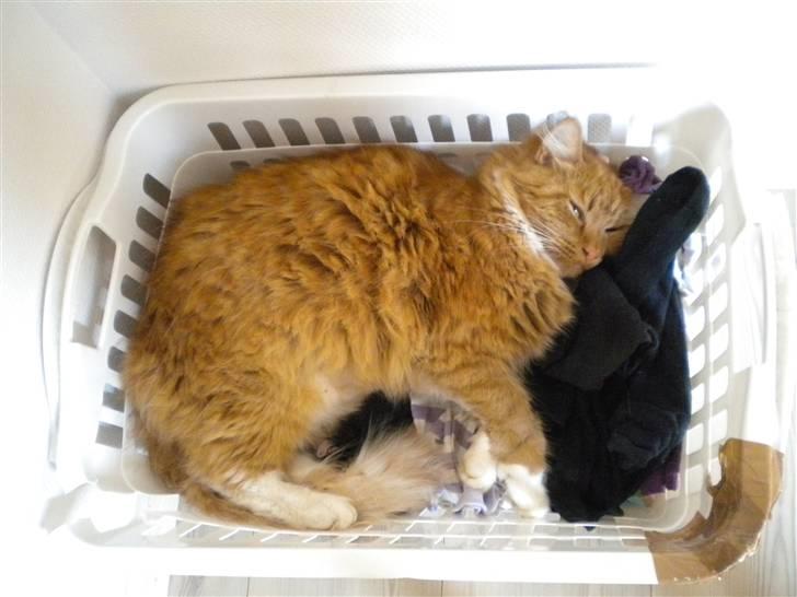 Blanding af racer R.I.P garfield  - garfild der lå i min mors rene stromper dagen for han blev kørt ned  billede 8