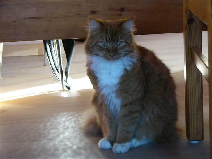 Blanding af racer R.I.P garfield  - hejsa du der billede 9