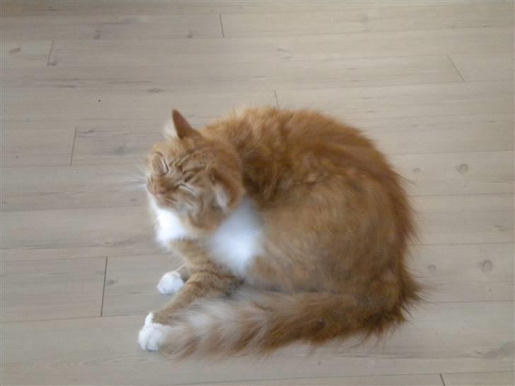 Blanding af racer R.I.P garfield  - det klør mega meget  billede 10