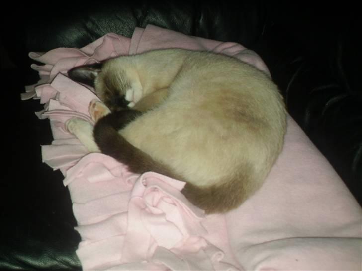 Siameser Leopold - Han elsker sit lyserøde tæppe... :D billede 6