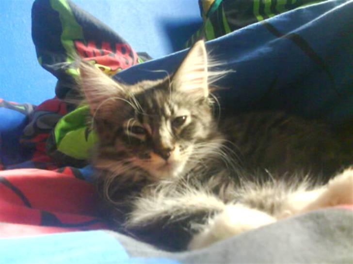 Maine Coon Chili . - Hun har lige fået en slapper :D billede 4