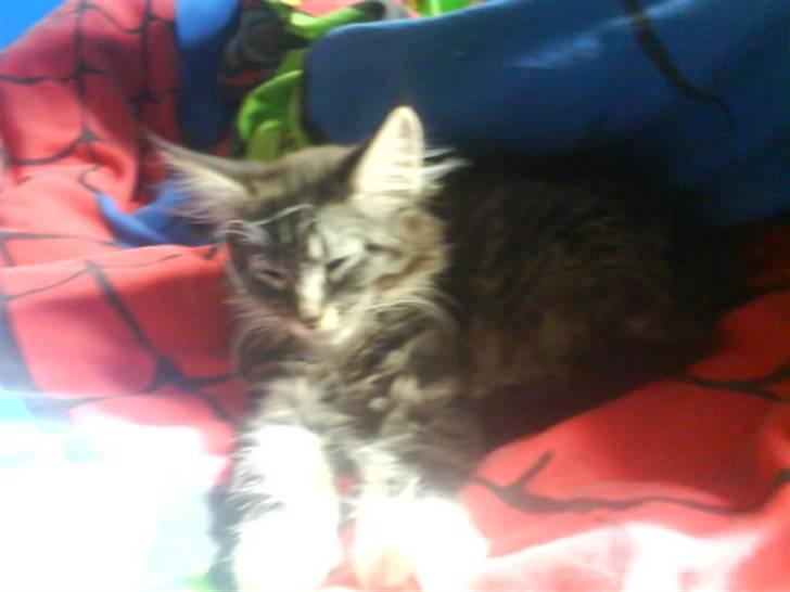 Maine Coon Chili . - Åh, hun er doven, og afligevel fes hun rundt i gangen 10 sekunder efter! :o) billede 5