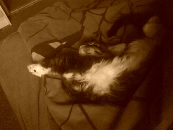 Maine Coon Chili . - Sover, er hun ik yndig? :D billede 6