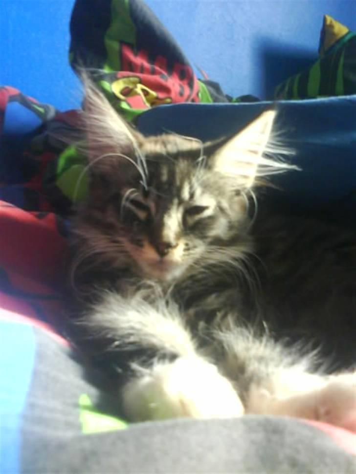 Maine Coon Chili . - lille fine mis (: billede 7