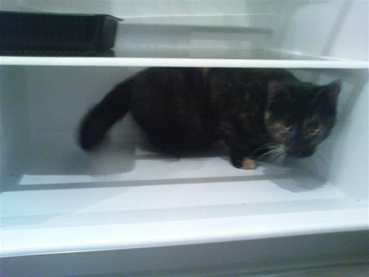 Huskat Bastet - Jamen Pappi, du siger jo selv at jeg er et madøre? | 02/01/2009 billede 17