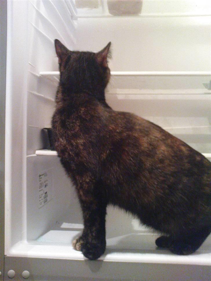 Huskat Bastet - Bastet hjælper med rengøring af Køleskabet 02/01/2009 billede 18
