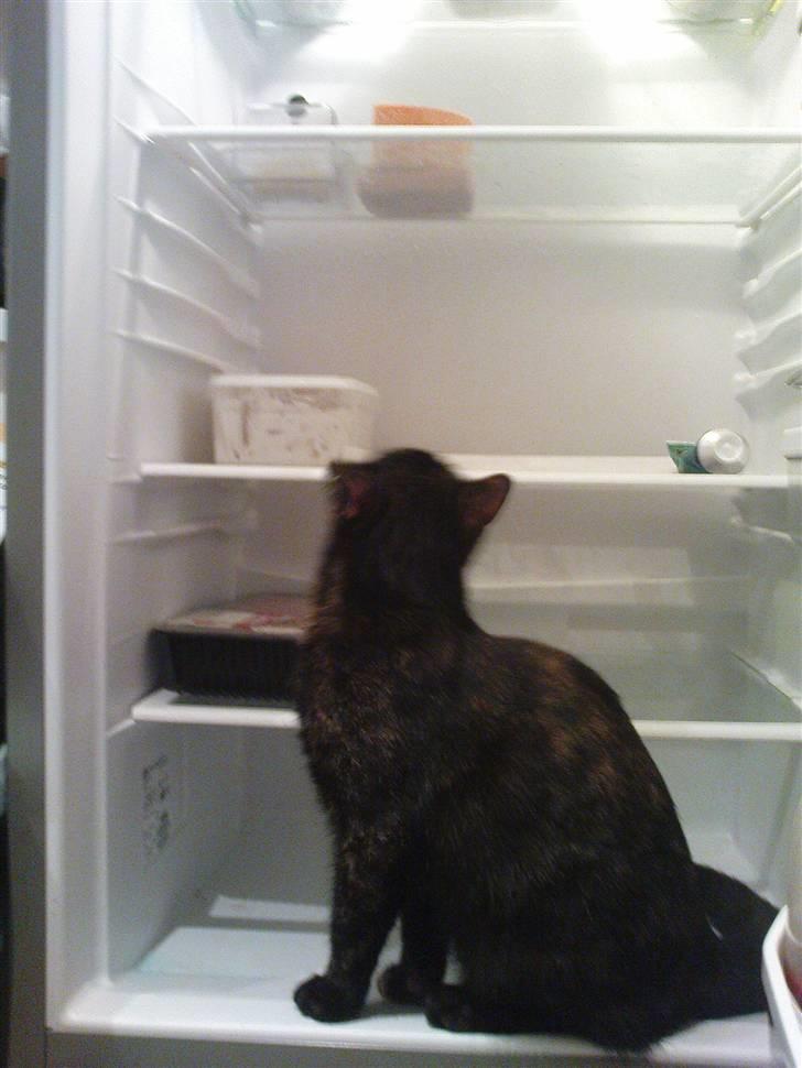 Huskat Bastet - Pappi jeg holder øje med at der ikke kommer mus i Oste | 02/01/2009 billede 19