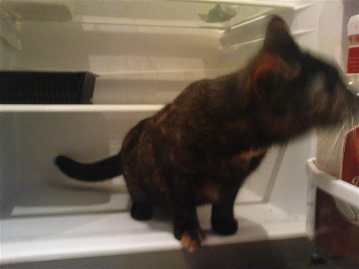 Huskat Bastet - Katch Up! | 02/01/2009 billede 20