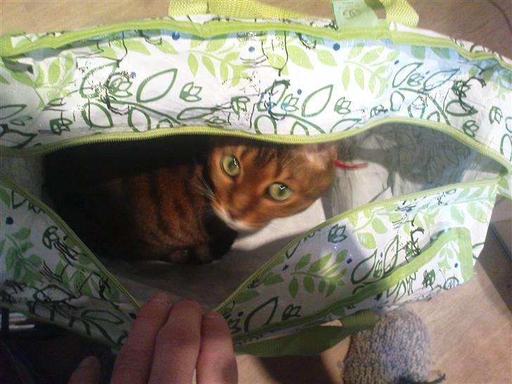 Bengal (Back To Basics) Rose - Har vist købt katten i sækken? | 04/01/2009 billede 18