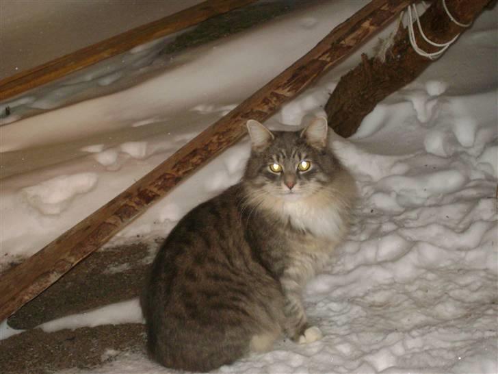 Blanding af racer Pjevs R.I.P. - jeg hygger mig herude i sneen...miau billede 19