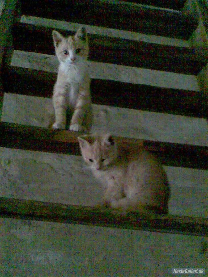 Huskat Ben hur (bor i jylland) - Ben hur som killing :) billede 13