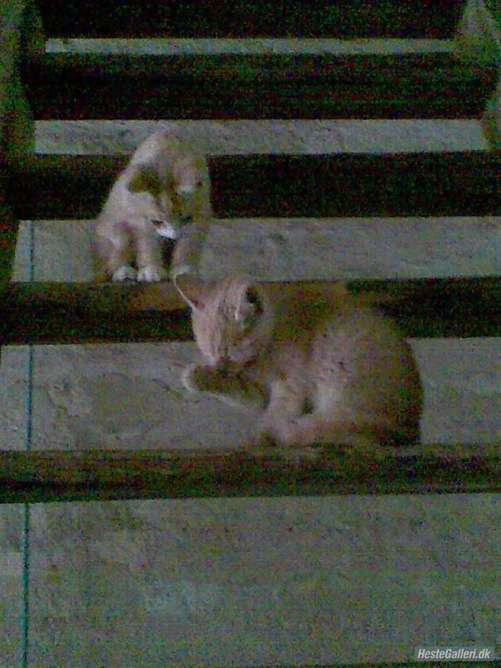 Huskat Ben hur (bor i jylland) - Ben hur som killing :) billede 14