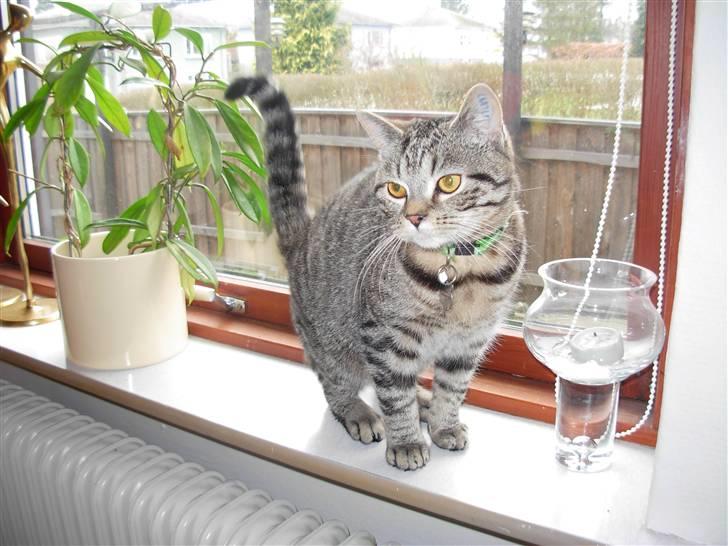 Huskat sofus billede 14