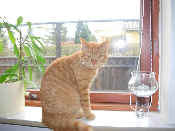 Huskat samson billede 16