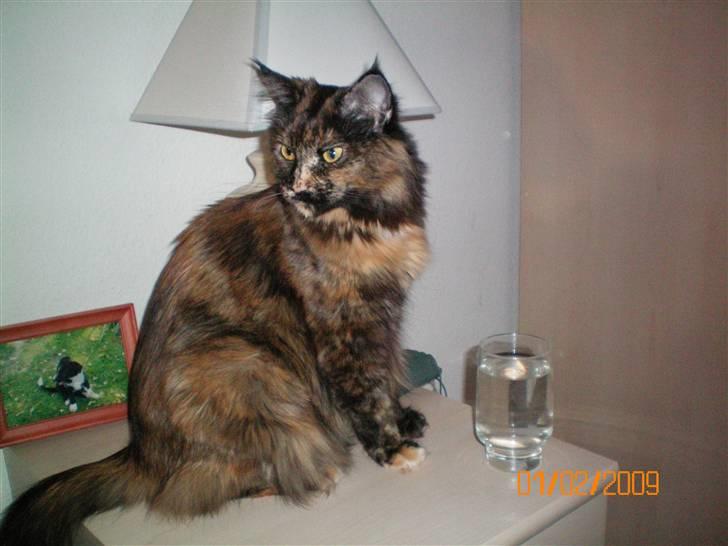 Maine Coon jacqueline-Mor til 8. - Altid godt med en tår vand inden man skal sove. billede 5