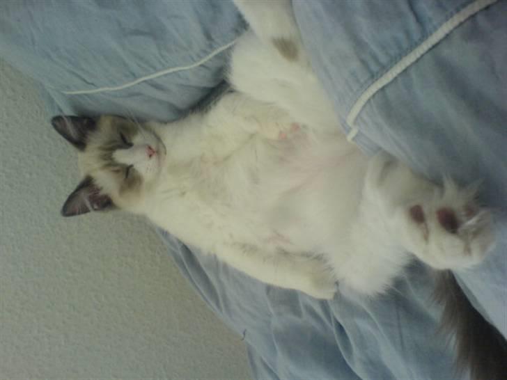 Ragdoll Shishigashira á Chardani billede 13