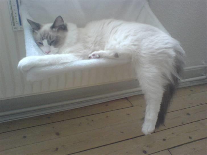 Ragdoll Shishigashira á Chardani billede 14