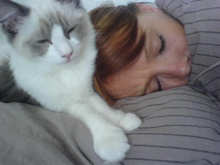 Ragdoll Shishigashira á Chardani billede 15