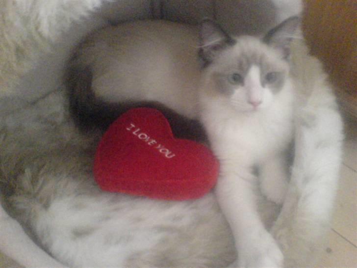 Ragdoll Shishigashira á Chardani billede 16