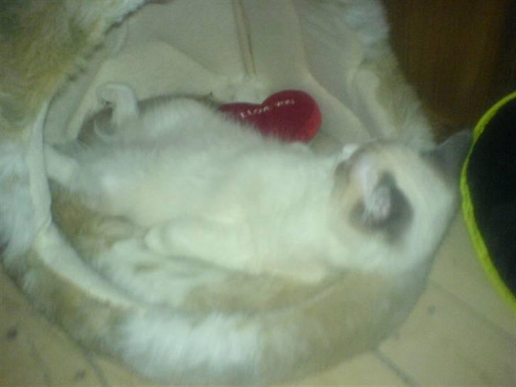 Ragdoll Shishigashira á Chardani billede 17