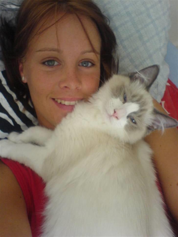 Ragdoll Shishigashira á Chardani billede 18