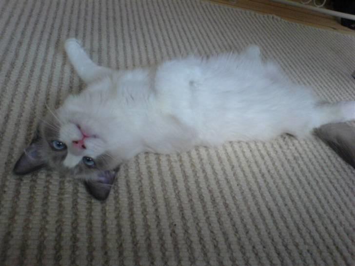 Ragdoll Shishigashira á Chardani billede 19