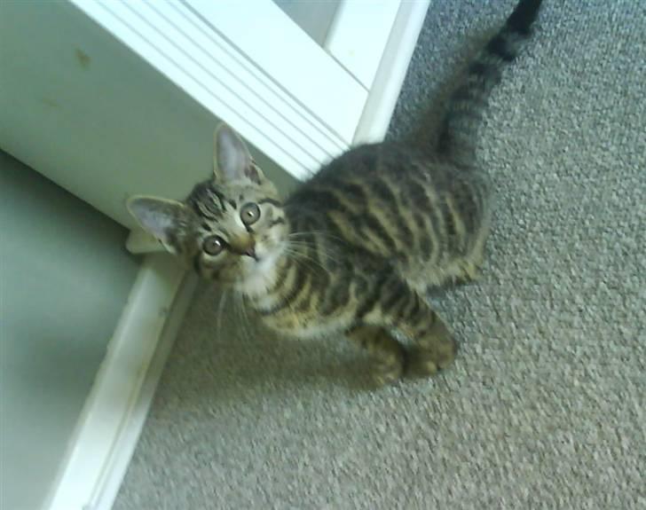 Huskat Strip :D <3 - Da han var en killing xD billede 1