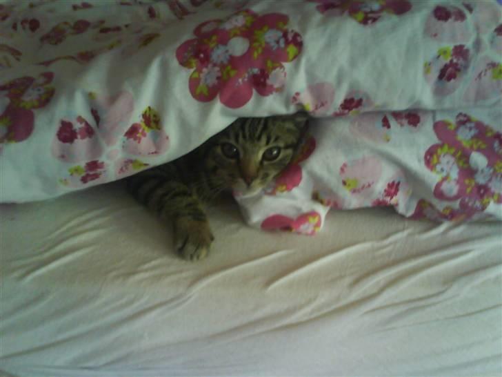 Huskat Strip :D <3 - Det er varmt under dynen :D billede 2