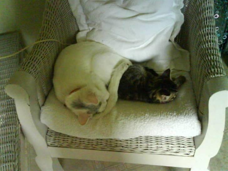 Huskat Strip :D <3 - Da plet strip var meget mindre sammen med hans mor :D billede 4