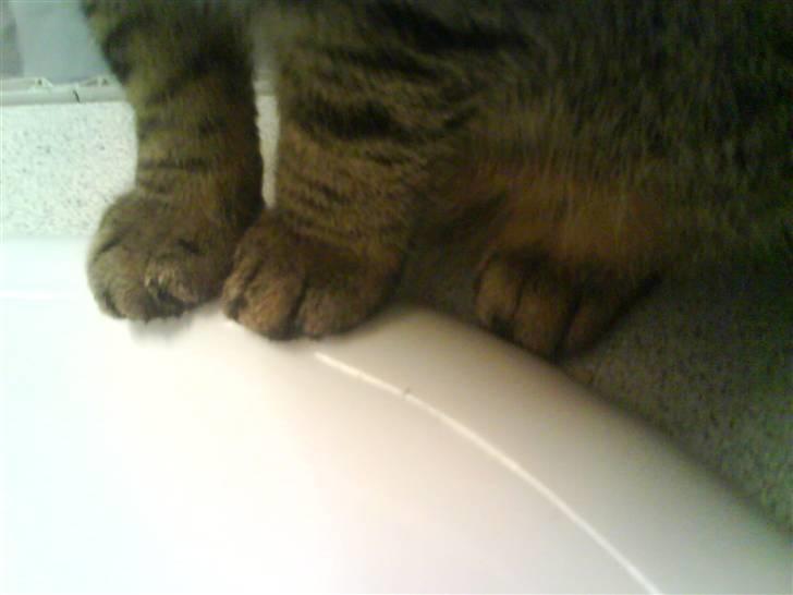 Huskat Strip :D <3 - Han´s poter, de er brune :D billede 6