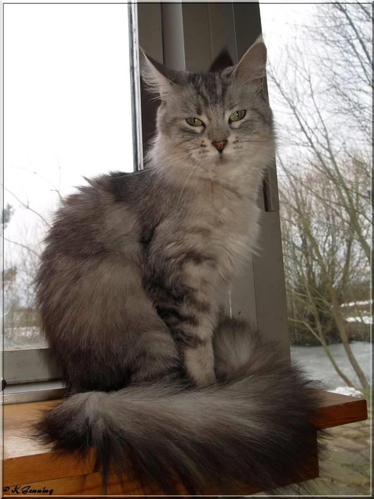 Maine Coon  Zain Marquis Silver Jade billede 11