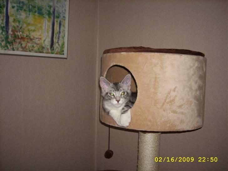 Maine Coon Jelly - Jelly oppe fra kongelogen.. billede 6