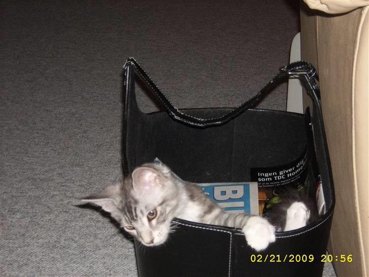 Maine Coon Jelly billede 7