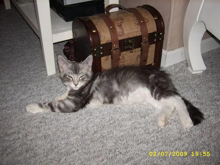 Maine Coon Jelly billede 8