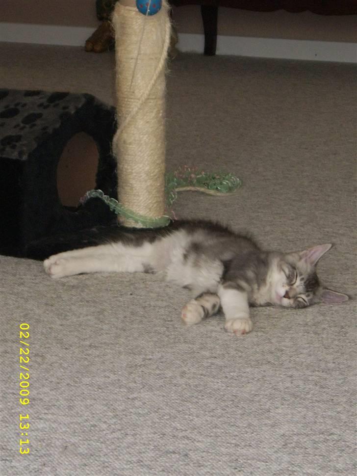 Maine Coon Jelly - Jelly er helt flad.. billede 9