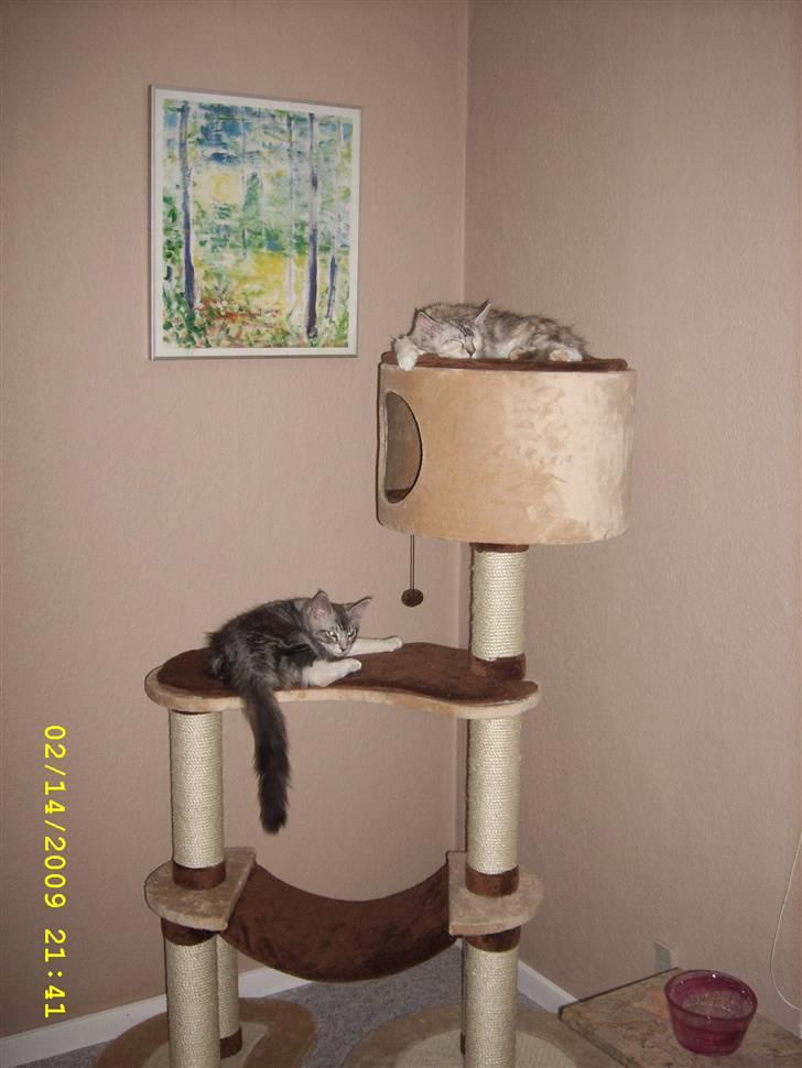 Maine Coon Toffie( Millemus) - 2 dovne misser.. billede 5