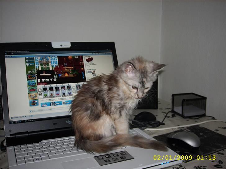 Maine Coon Toffie( Millemus) - Milemus vil meget gerne være med.. billede 6