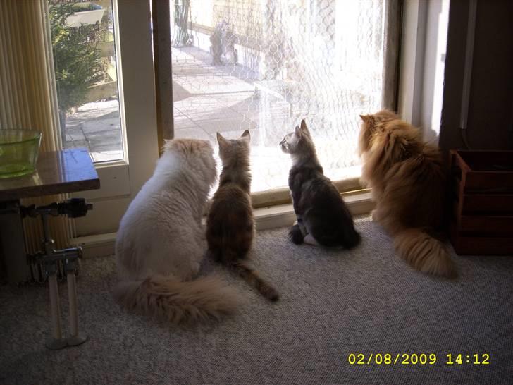 Maine Coon Toffie( Millemus) - Hele banden kigger på fugle.. billede 7