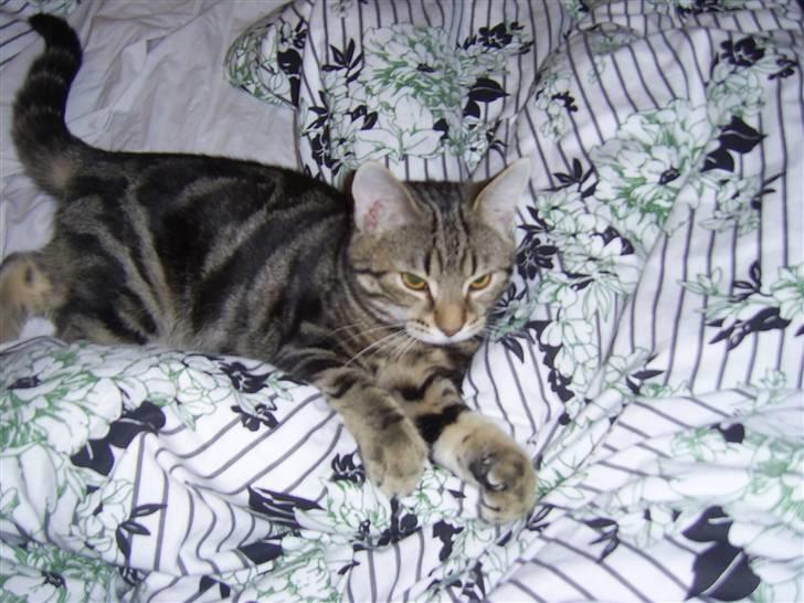 Huskat Armani - Lille Marni-mand klar til leg. (som sædvanlig) billede 1