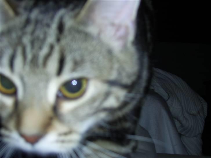 Huskat Armani - Så puttes der billede 2