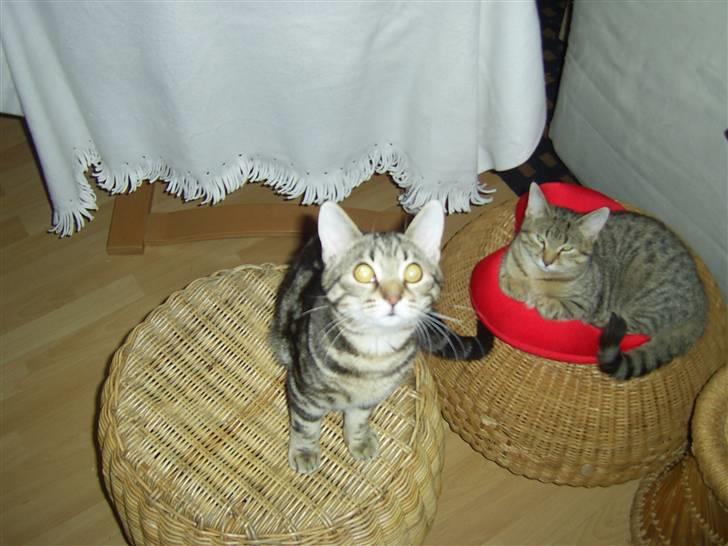 Huskat Armani - Armani og hans søster Fiona, som lige er blevet vækket af en kamerablitz billede 3