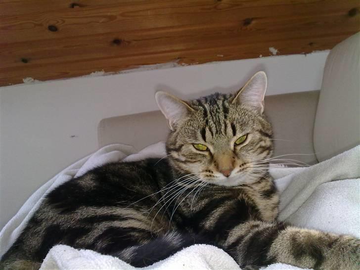 Huskat Armani billede 4