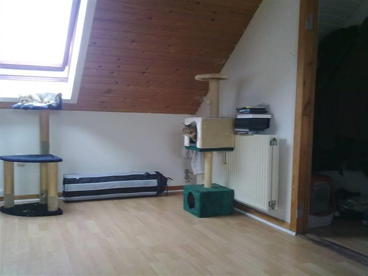 Huskat Armani - Titter bare  billede 6