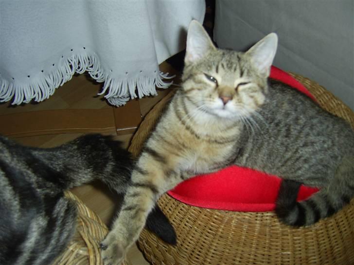 Huskat Fiona - puh hvor er jeg træt billede 1