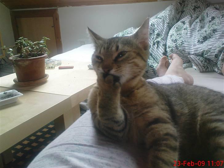 Huskat Fiona - Så skal poten renses billede 2