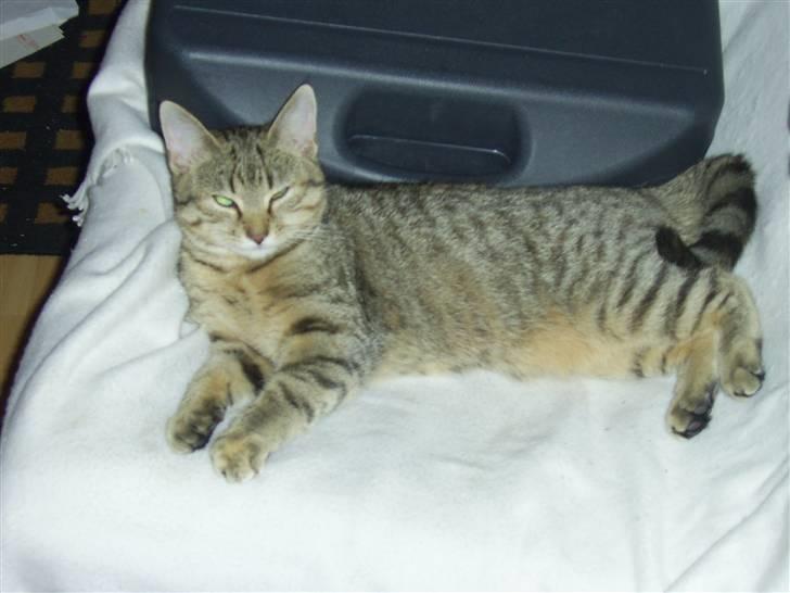 Huskat Fiona - Lad mig nu putte billede 3