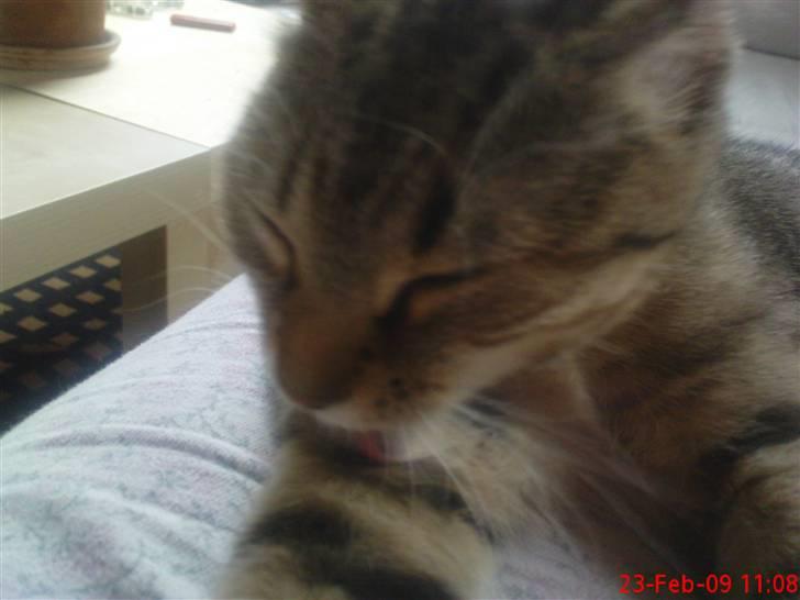 Huskat Fiona - Trolden vasker sig, igen! billede 4